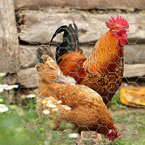 chicken wire mesh (33)